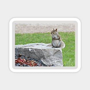 Grey Squirrel on Rock No.2 Magnet