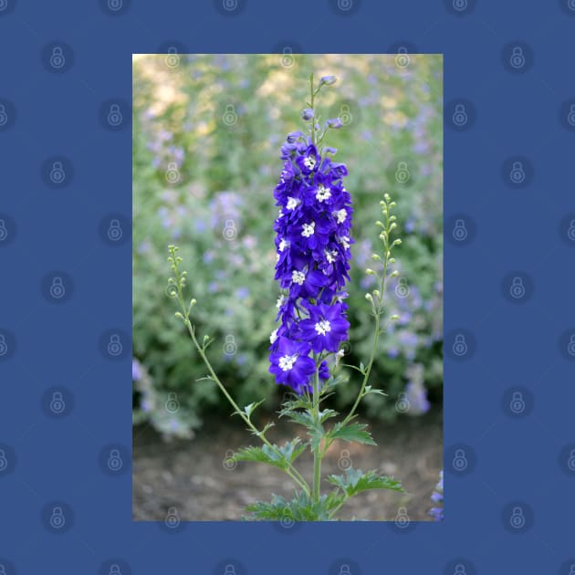 Lupine by Drgnfly4free