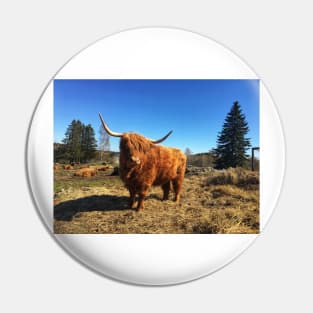 Scottish Highland Cattle Cow 2389 Pin