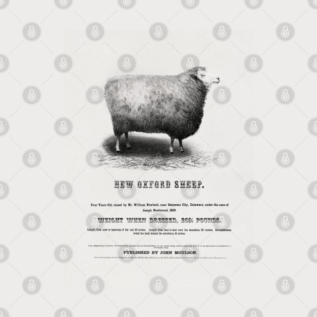 New Oxford Sheep (1853) by John Moulson by Antiquated Art