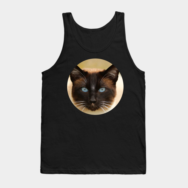 Meow Kitty Cat Kat Kittens Kitten Meow Cute Cats Kitty Cats