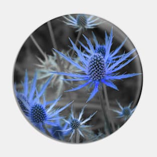 Blue Alpine Sea Holly Eryngium alpinum - Selective Color Pin