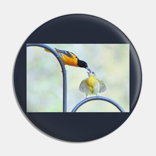 Oriole feeding fledgling #2 Pin