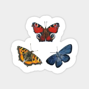 Butterfly Collection Magnet