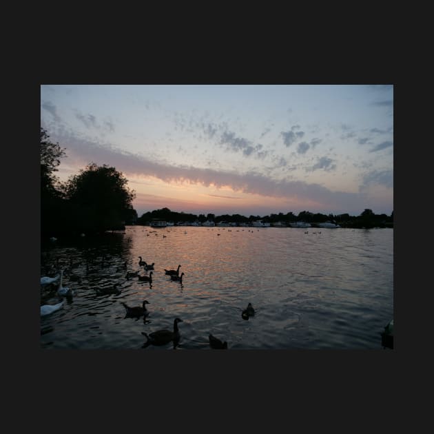 Swans and Sunset at Windsor by fantastic-designs