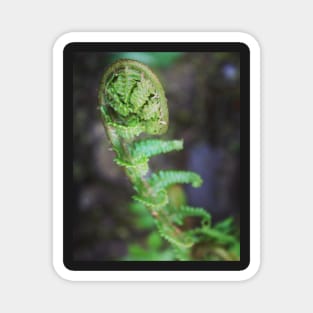 Fern fronds Magnet