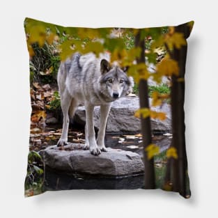 Gray Wolf Pillow