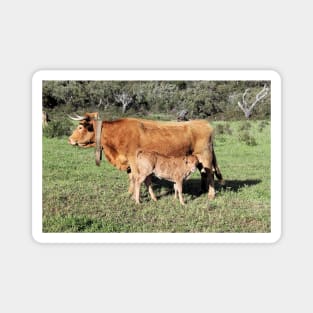 Horned cattle - A rare sight these days Magnet