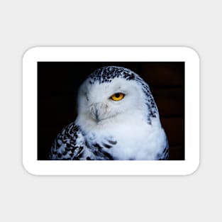 Snowy owl Magnet