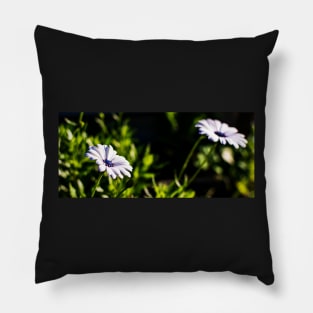 Two white African daisies or Cape Daisies Pillow