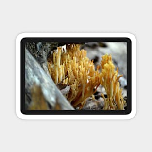 Coral Fungi Magnet