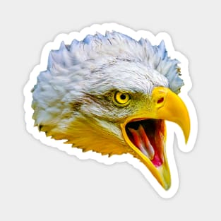 Bald Eagle Magnet