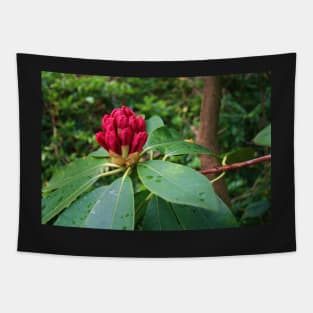 Rhododendron In Bud Tapestry