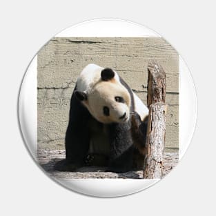 Panda 001 Pin