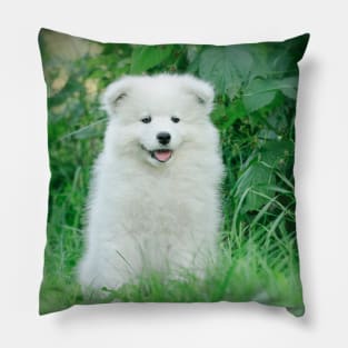 Samoyed puppy portrait Pillow