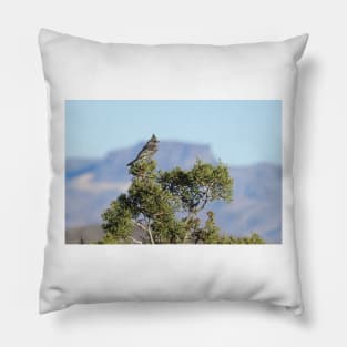 Wild Birds, Phainopepla, Wildlife Photography Pillow