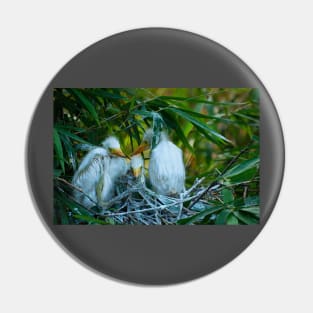 Three Great White Egret Chicks on the Nest. Cute baby birds. Pin