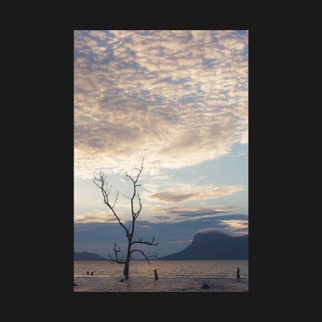 Dead tree in muddy beach by Juhku