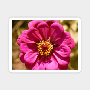 Pink Zinnia Magnet