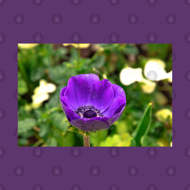 Purple Tulip Flower Amidst Greenery by SafariByMarisa