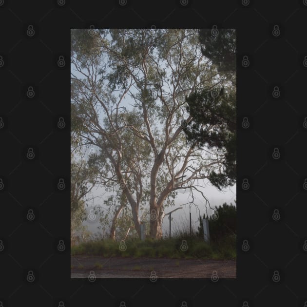 Gum tree in the mist by DeborahMcGrath