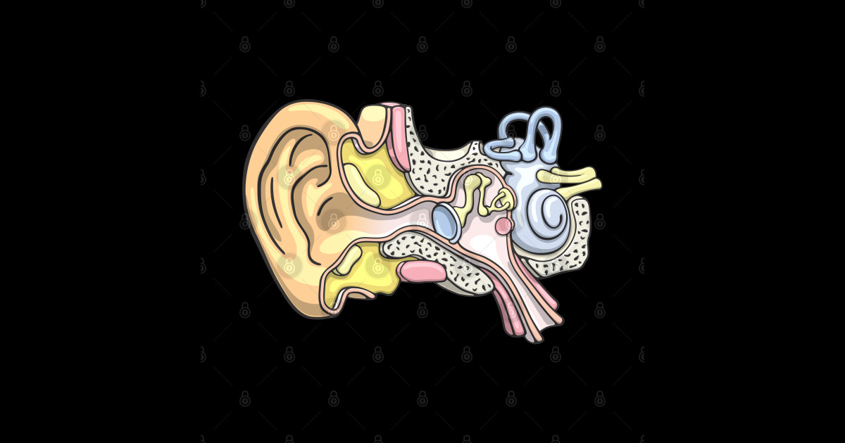 Human Inner Ear Anatomy Illustration - Inner Ear - Sticker | TeePublic