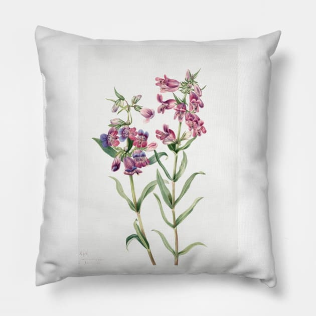 Prairie Penstemon By Mary Vaux Walcott. Pillow by Jeramy's Store 1