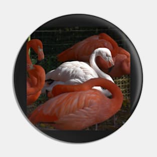 Caribbean Flamingo Pin