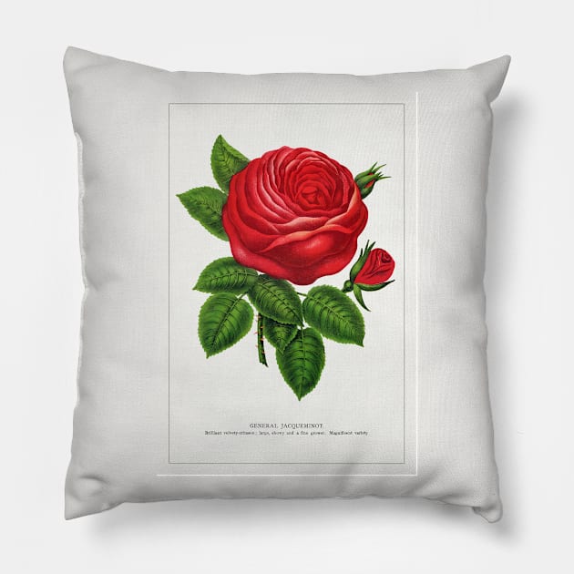 Red rose, General Jacquemont Flower Lithograph (1900) Pillow by WAITE-SMITH VINTAGE ART