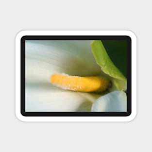 Calla Lilly Close-Up Magnet