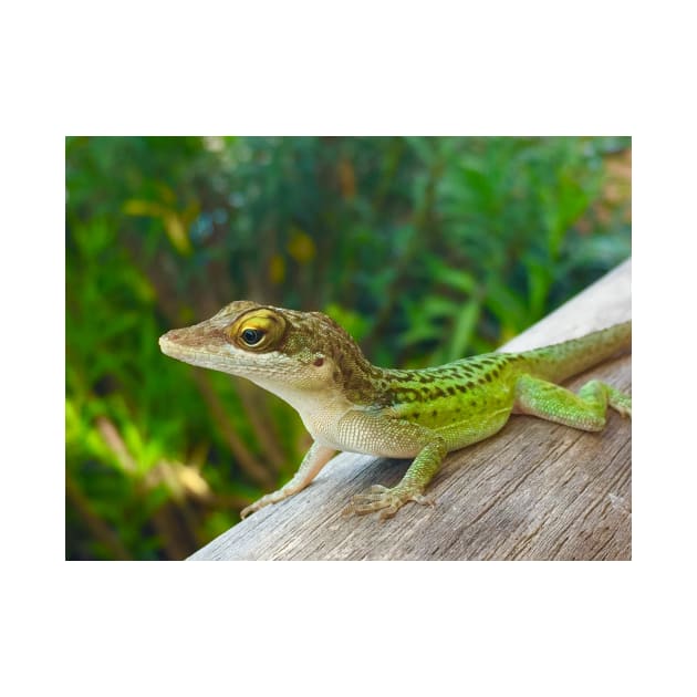 Green Lizard by ephotocard