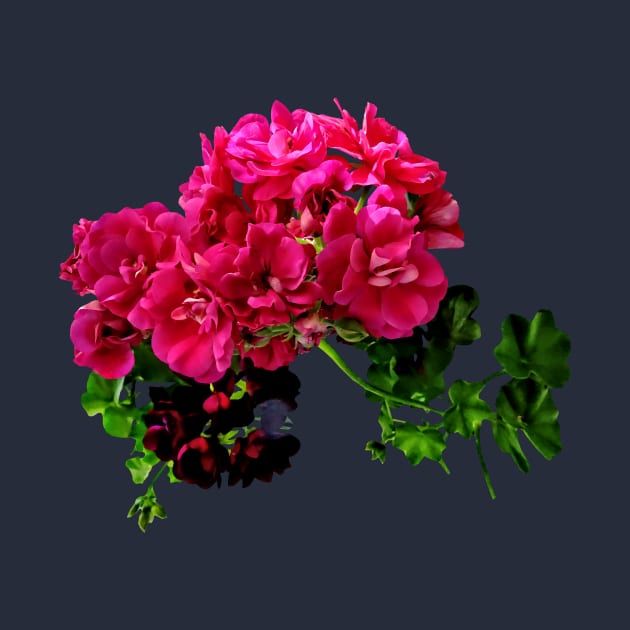 Geraniums - Graceful Geraniums by SusanSavad