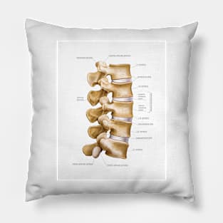 Lumbar part of vertebral column, artwork (C020/9065) Pillow