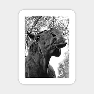 Funny horse face Black horse Magnet