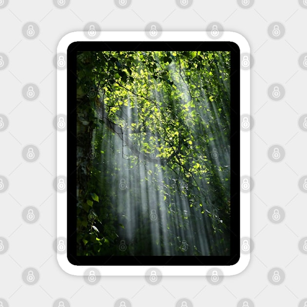 Deep forest with green leaves Magnet by Designdaily