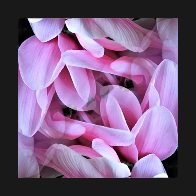 Cyclamen Petals by Minxylynx4