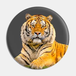 Siberian Tiger looking at YOU! Pin