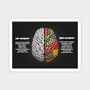 Human Brain Facts Magnet