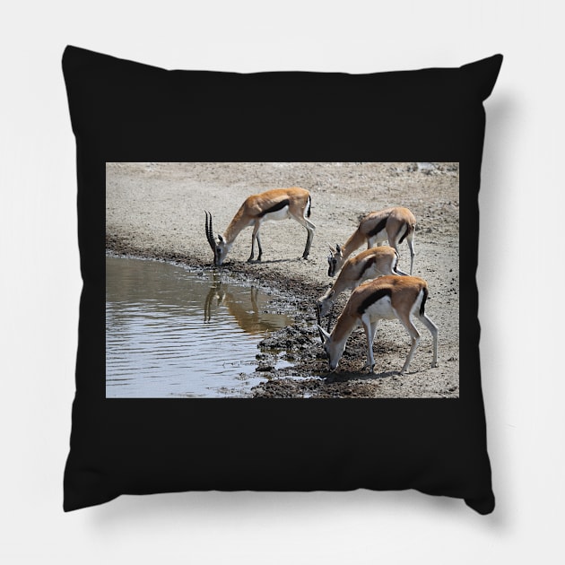 Thomson's Gazelles drinking, Serengeti, Tanzania. Pillow by Carole-Anne