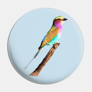 Colourful Lilac-breasted Roller Pin