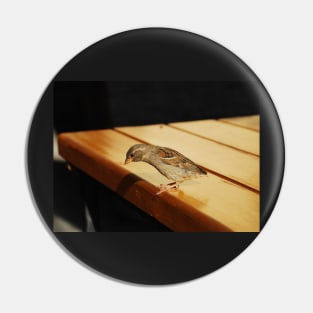 House Sparrow Pin