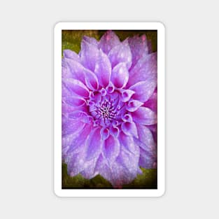 Fancy Dahlia Magnet