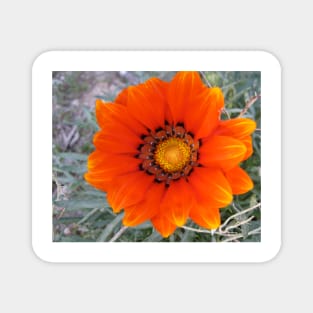 Gazania 5 Magnet