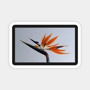 The bird of paradise flower Magnet