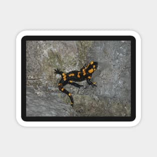 Fire Salamander on Rock Magnet