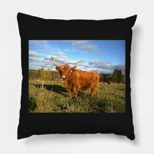 Scottish Highland Cattle Cow 1001 Pillow