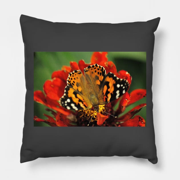 Orange and Black on Orange Pillow by michaelasamples