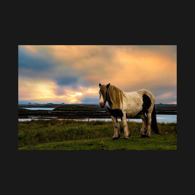 Shetland Pony by Memories4you