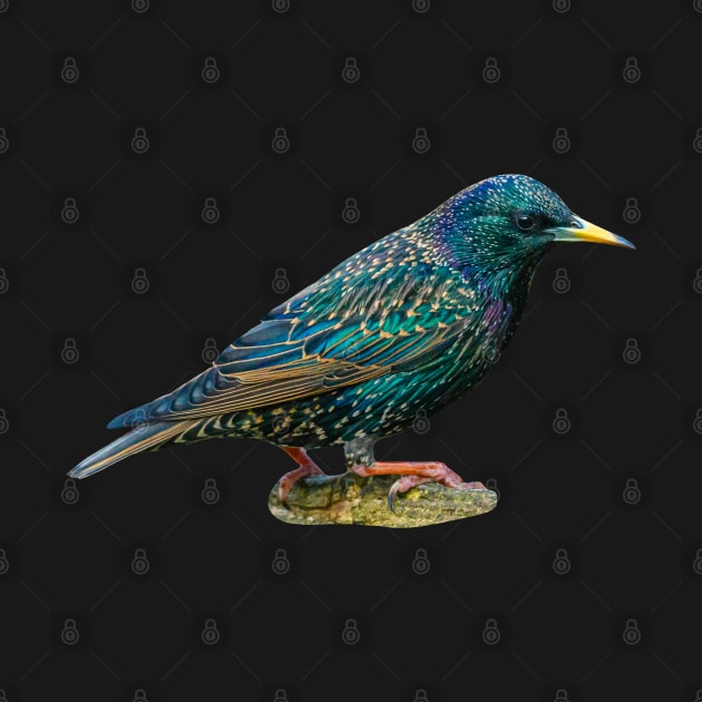 Starling by dalyndigaital2@gmail.com