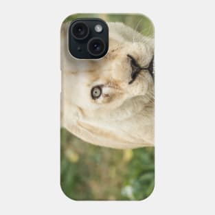 Albino lioness in the wild Phone Case